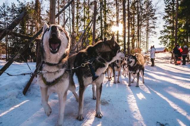 Types of Husky Breeds