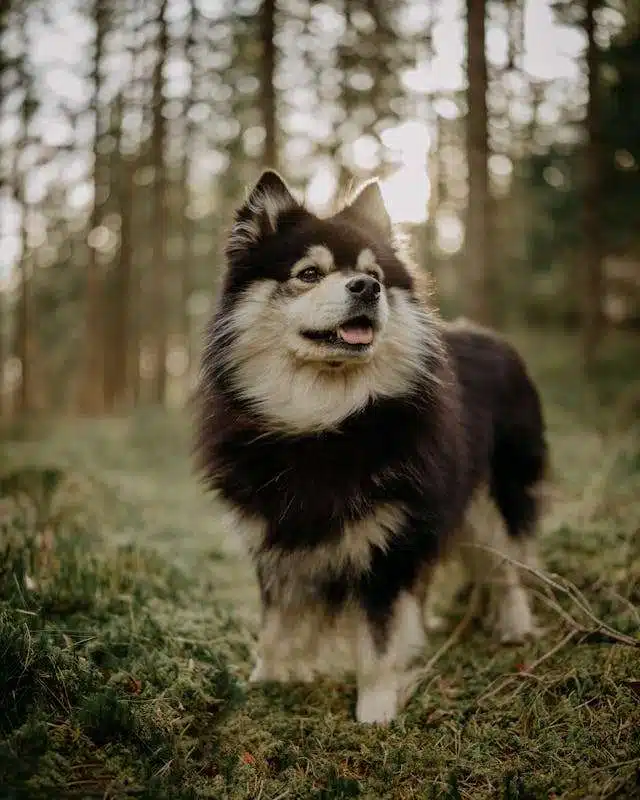 Types of Husky Breeds