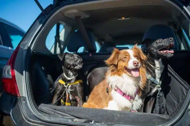 Pets on Public Transport: Traveling with Furry Friends