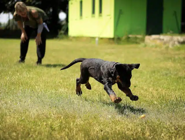 Puppy Training Tips