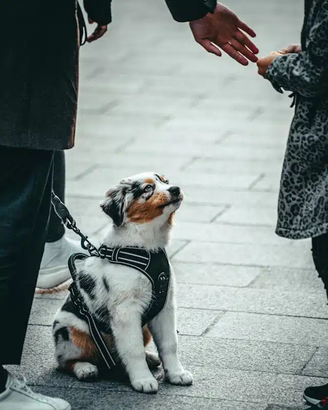 dog with leash