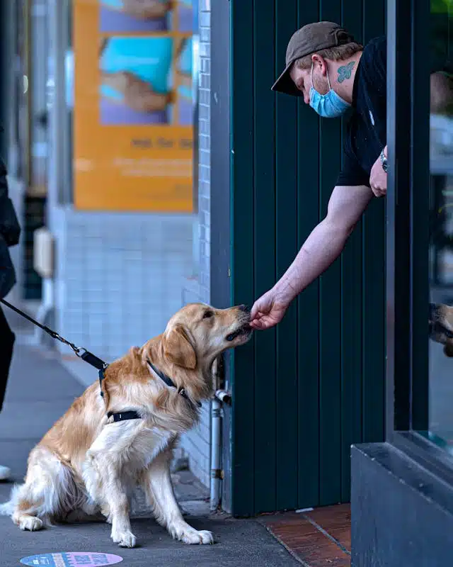 dog with leash