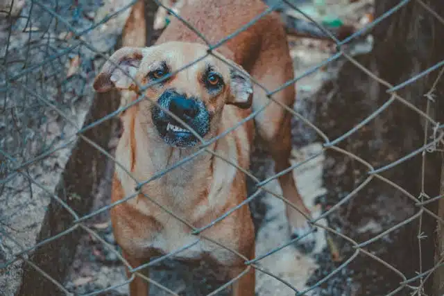 Barrier Aggression in Dogs