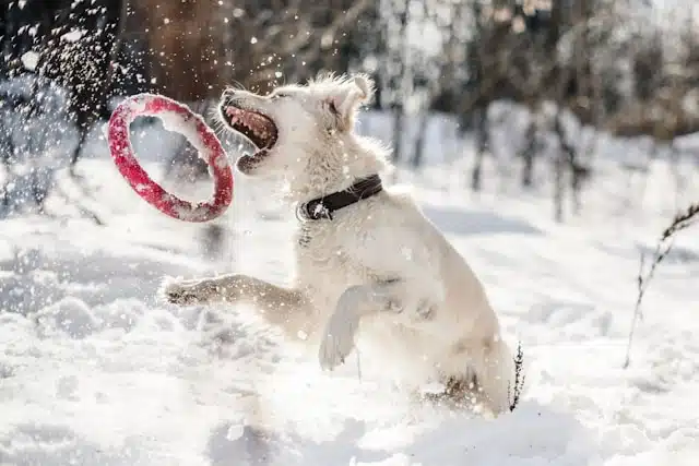 Communicate With A Dog In Their Language